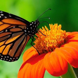 Meet your Posher, Mydee